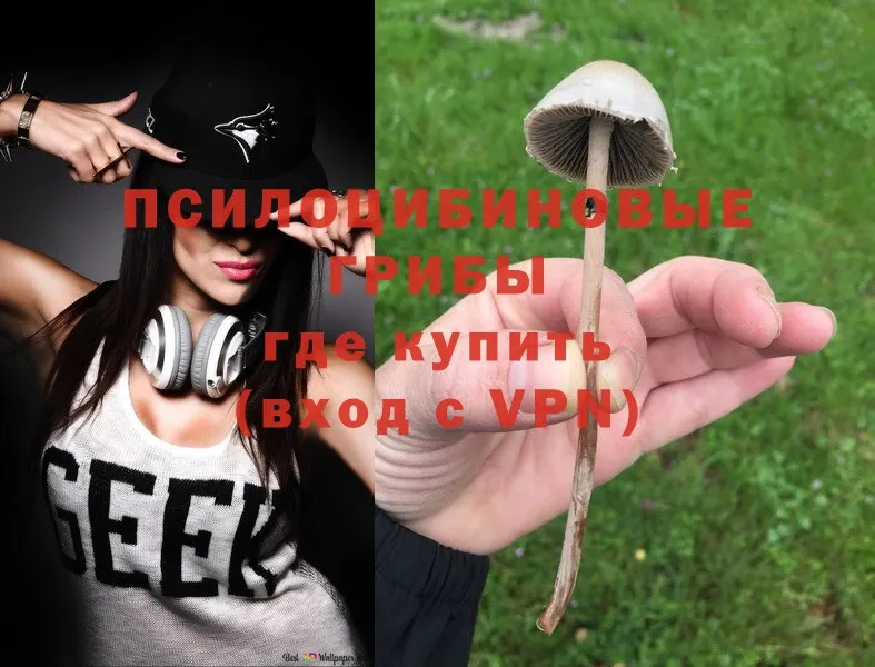 Галлюциногенные грибы Psilocybine cubensis  Балашов 